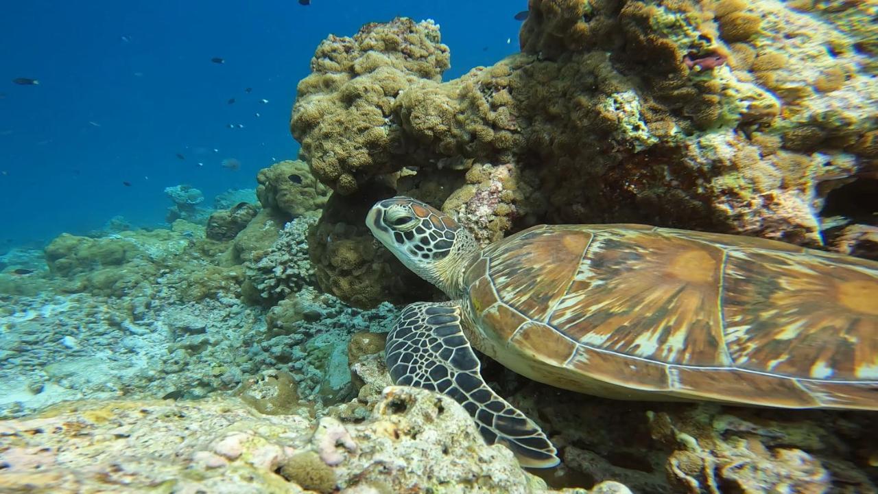 Lvis Blancura Hotel Dharavandhoo Exteriör bild